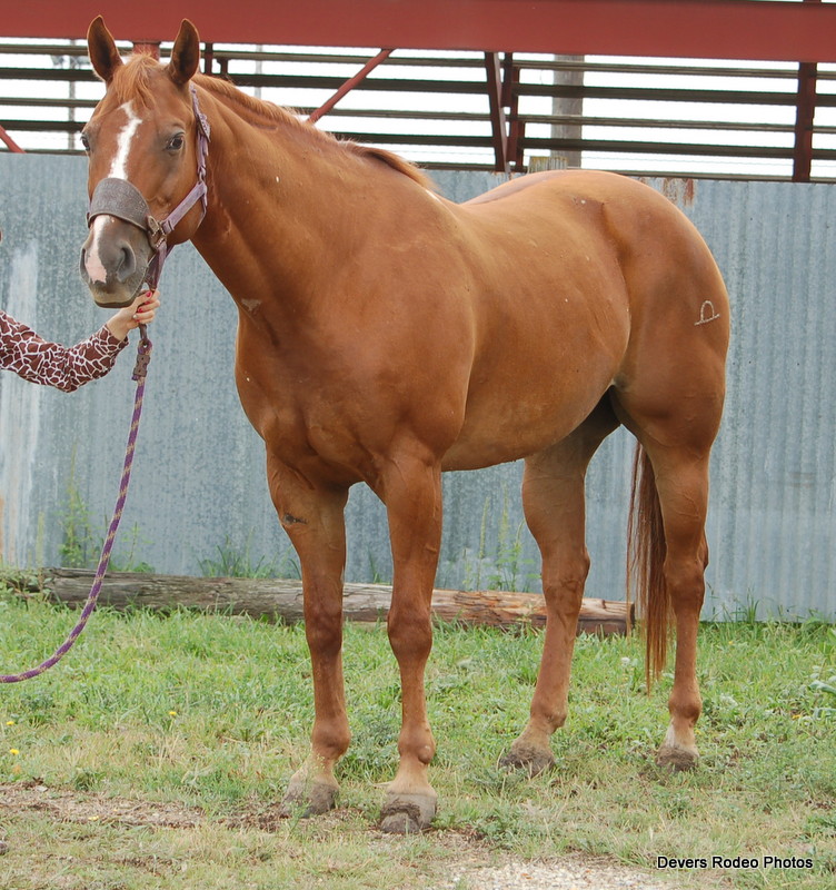 Calf Roping Horses For Sale